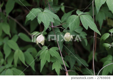 Shirobana Han Shoul 2769808