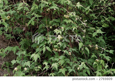 Shirobana Han Shoul 2769809