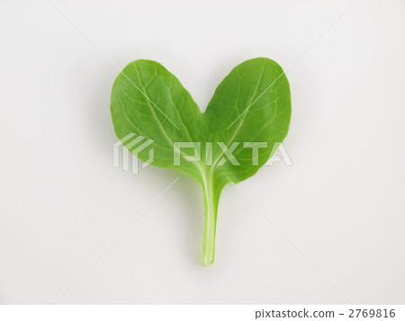 Heart shaped Pino green 2769816