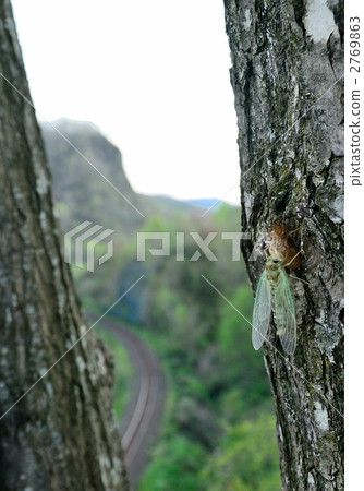 emergence of insects, growing wings and flying, cicada 2769863