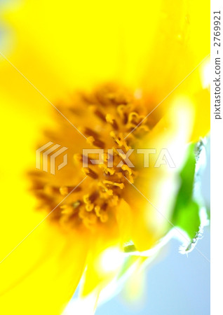 lifting, up, tickseed 2769921