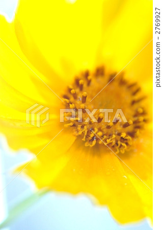 calliopsi, coreopsi, golden tickseed 2769927