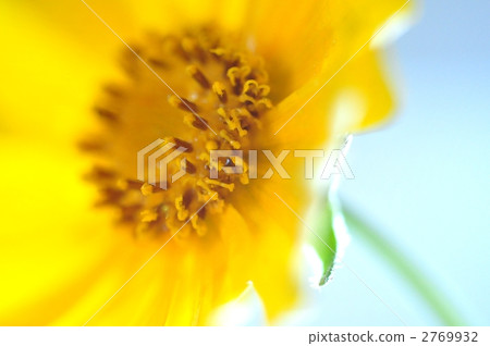 calliopsi, coreopsi, coreopsis 2769932