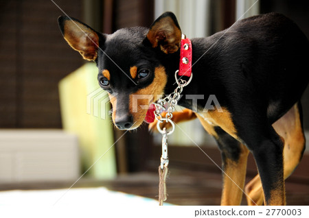 迷你杜賓犬 2770003