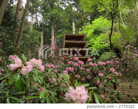 Five-storied pagoda of Muroji Temple and rhododendron Five-storied pagoda of Muroji Temple and rhododendron 2770102