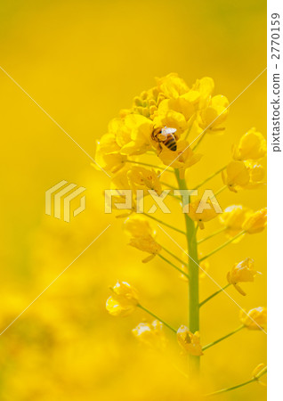 油菜花 油菜 黃色 2770159