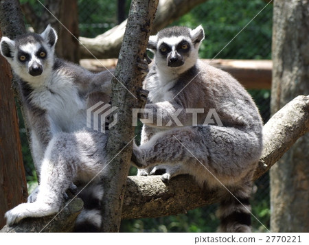 金剛狼狐猴 2770221