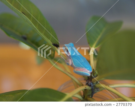 青蛙 藍色 藍 2770370