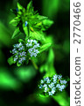 bloom, blossom, blossoms 2770466