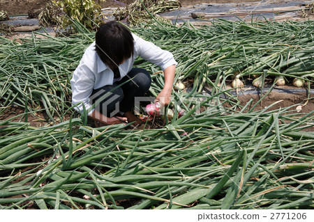 Senior woman harvesting onion Senior woman harvesting onion 2771206