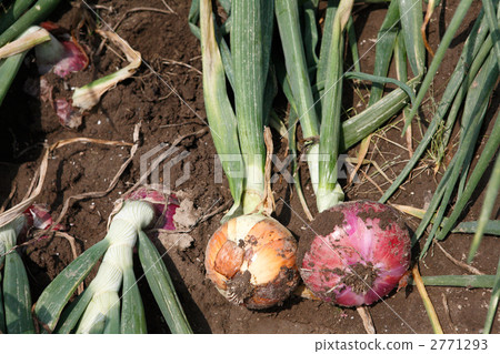收穫的洋蔥滿了 2771293