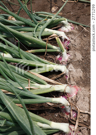 Red onion field at harvest time Red onion field at harvest time 2771299