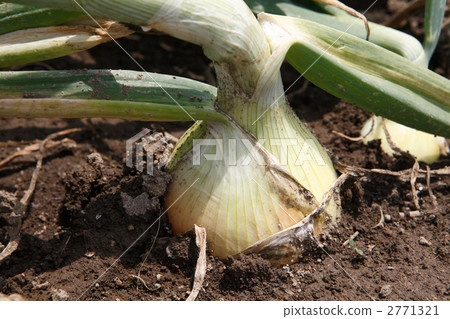 收穫季節的洋蔥 收穫季節的洋蔥 2771321