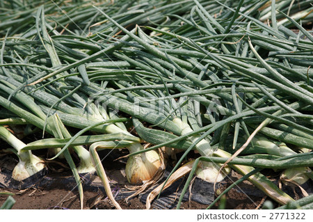 Onion field of harvest season 2771322