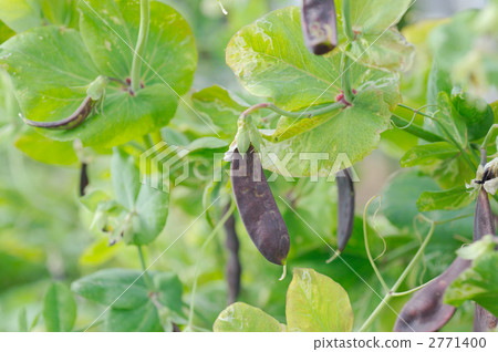 圖坦卡蒙的豆子 2771400