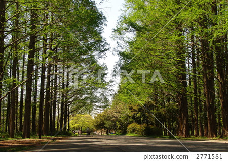 May Metasequoia · Cryptomeria family 148 Fresh green 2771581