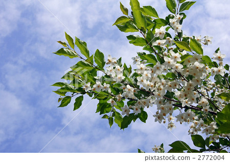 Egonok flowering Egonok flowering 2772004