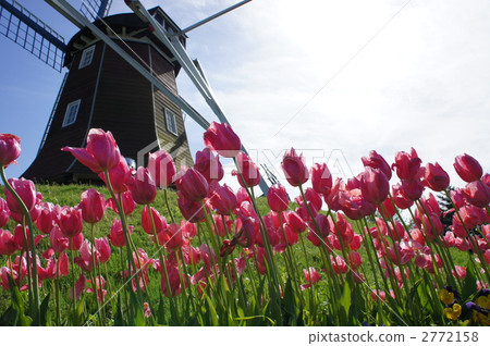 Tulip and windmill 2772158