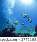 longfin batfish, fish, fishes 2772168