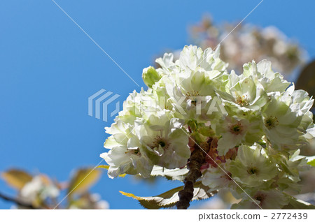 薑黃櫻桃 2772439