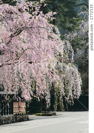 Sakura House full of cherry blossoms Sakura House full of cherry blossoms 2772535