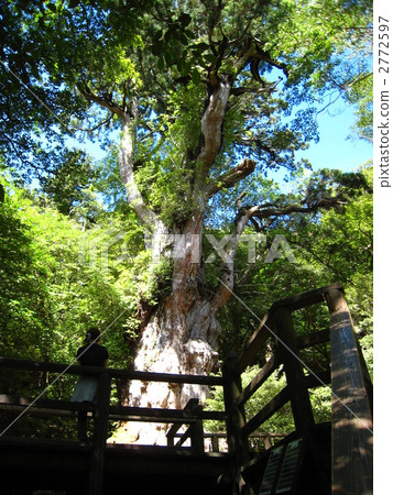 yakushima cedar, jomon sugi, bower 2772597
