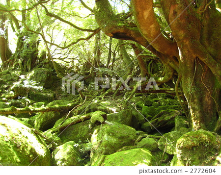 shiratani unsuikyo, virgin forest, primeval forest 2772604