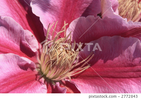 clematis, center of a flower, petal 2772843