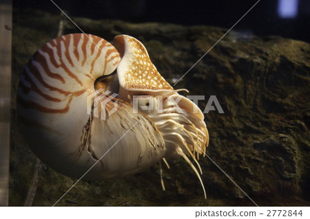 nautilus, shell, shellfish 2772844