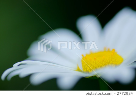 花芯 花蕊 雛菊 2772984