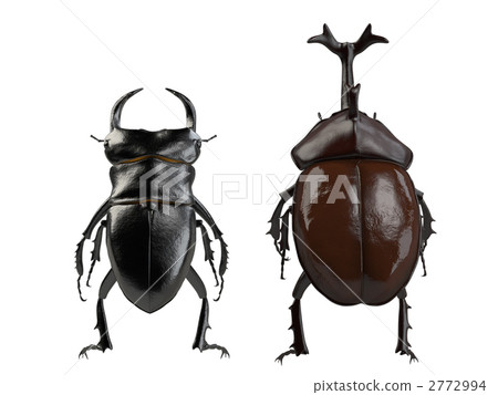 Stag beetle and beetle Stag beetle and beetle 2772994