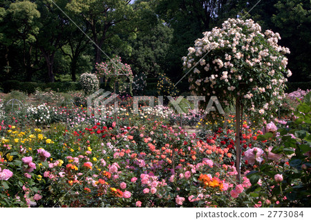 Rose garden 2773084