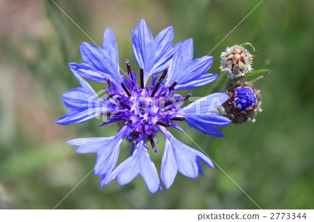 Yagurumagiku（Yagura Masou） 2773344