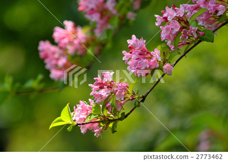 Taniutsugi 1 2773462