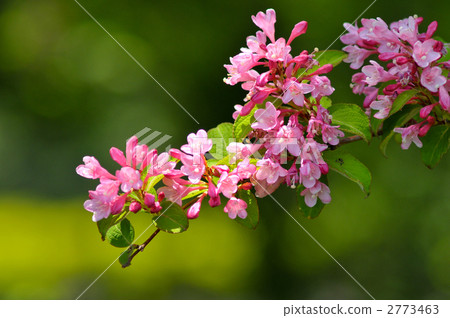 Taniutsugi 3 2773463