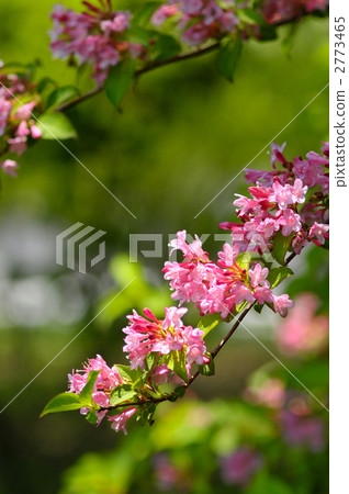 Taniutsugi 2 2773465