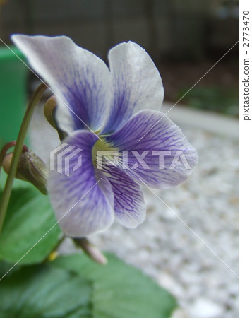 viola grypoceras, violet, violets 2773470