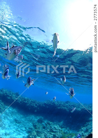 A group of shallow fish A group of shallow fish 2773574