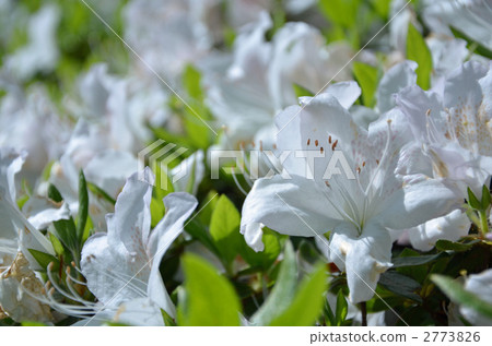 White azaleas blooming in Horai Park 2773826