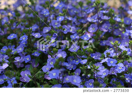 半邊蓮 殖民地 簇 2773830