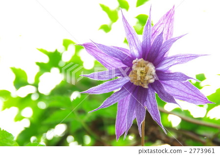 Clematis "Purple Spider" 2773961