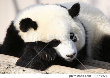 panda, pandas, nap 2773971