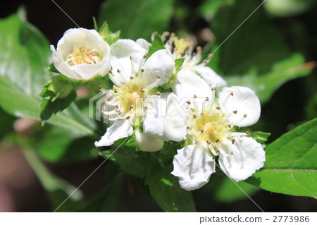 山楂花 2773986