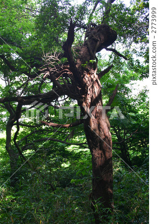 向日葵和太陽葉 2773999