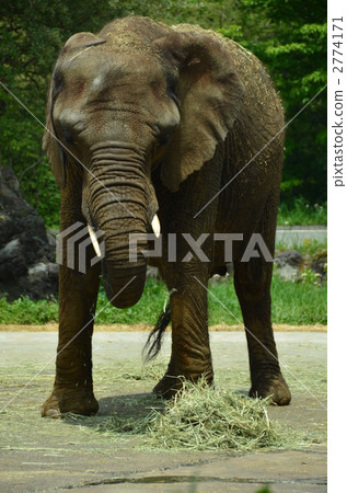elephant, elephants, animal 2774171