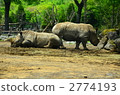 white rhinoceros, animal, animals 2774193