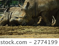 white rhinoceros, animal, animals 2774199