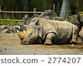 white rhinoceros, animal, animals 2774207
