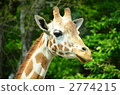 reticulated giraffe, giraffa, giraffe 2774215