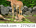 giraffa, giraffe, reticulated giraffe 2774218